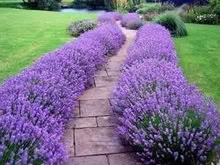 Photo of Lavender 🪻 (Royal Leamington Spa CV31) #1