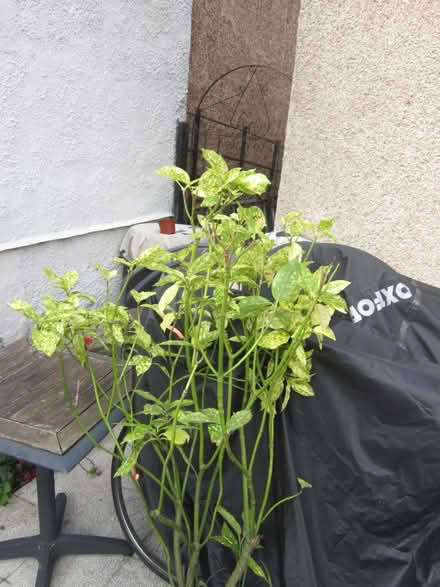 Photo of free Japanese Laurel (Willowbrae EH8) #2
