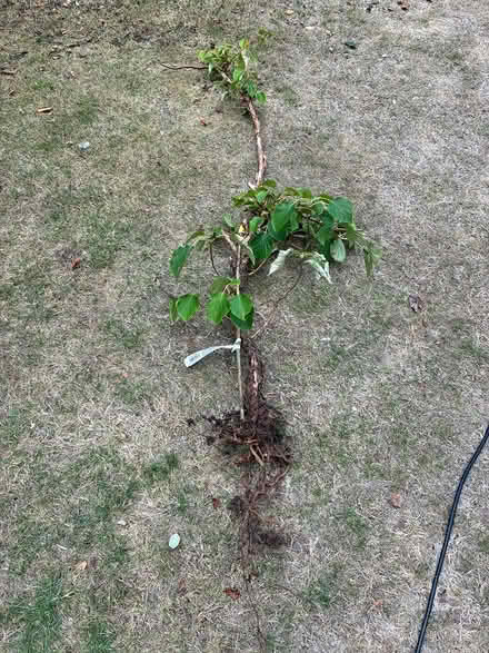 Photo of free Climbing hydrangea (Middleton PO22) #1