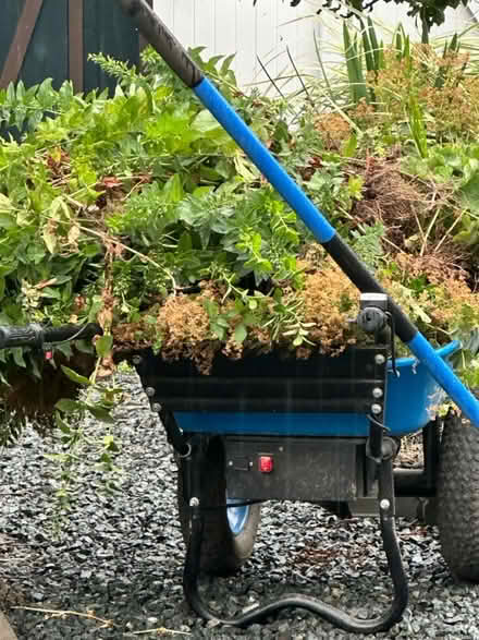 Photo of free Outdoor Perennials (Wakefield) #1