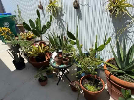 Photo of free Lots of Plants/ Muchas Plantas (Grapeland Heights by Nu Stadum) #1