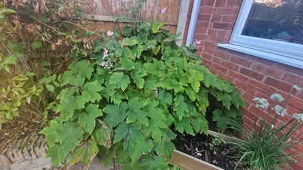 Photo of free Plant (Kirk Hallam DE7) #1