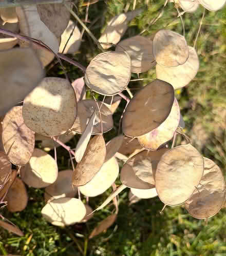 Photo of free Honesty seed heads - large armful (East Marden PO18) #2