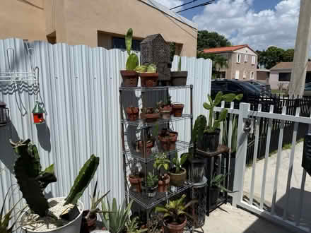 Photo of free Lots of Plants/ Muchas Plantas (Grapeland Heights by Nu Stadum) #3
