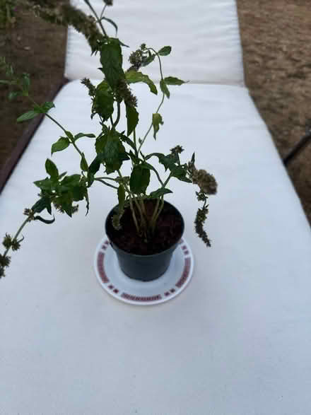 Photo of free Mint plant (Norbury CR7) #1