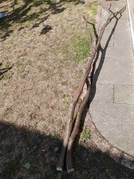 Photo of free 2 x long hazel branches (Dun Laoghaire A96) #2