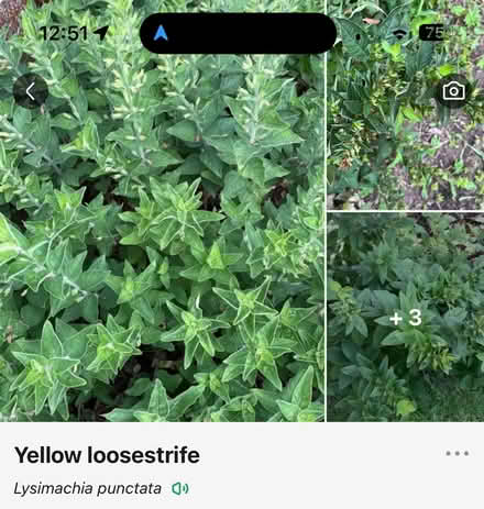 Photo of free Outdoor Perennials (Wakefield) #3
