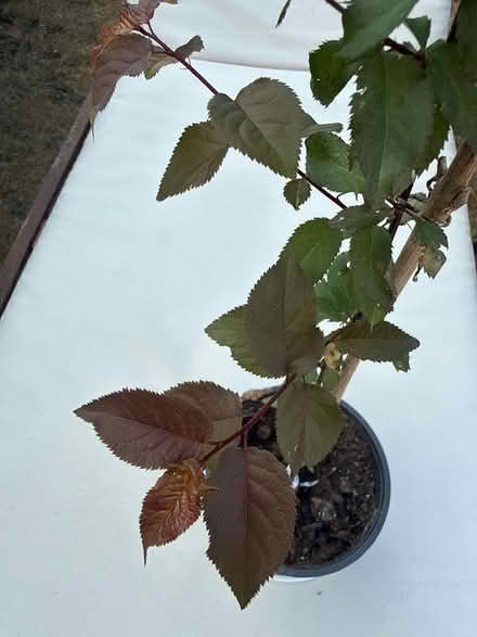 Photo of free Sapling of Birch tree (Norbury CR7) #3
