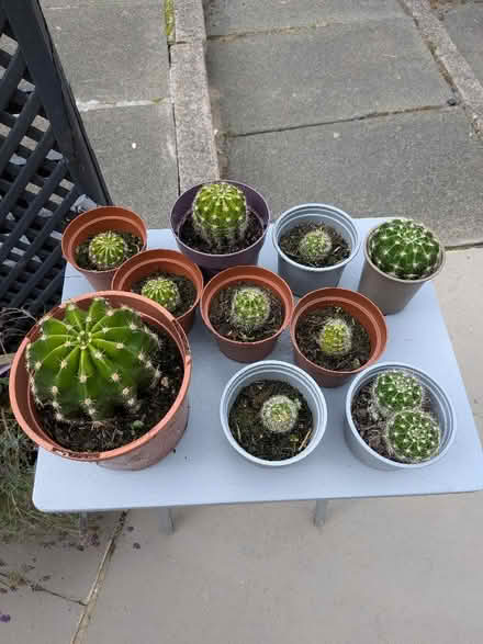 Photo of free Cacti various sizes (Broomridge FK7) #1