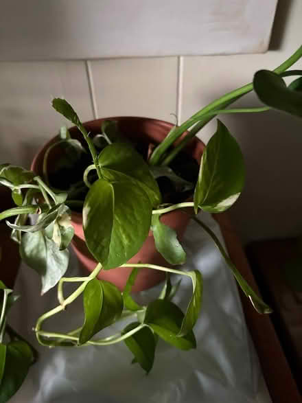 Photo of free Plant, mixture (Drexel Hill) #1