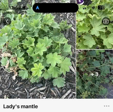 Photo of free Outdoor Perennials (Wakefield) #2