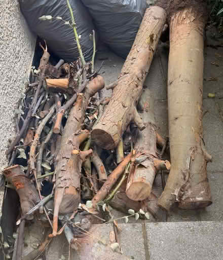 Photo of free Eucalyptus tree wood/logs for firewood (South Norwood SE25) #1