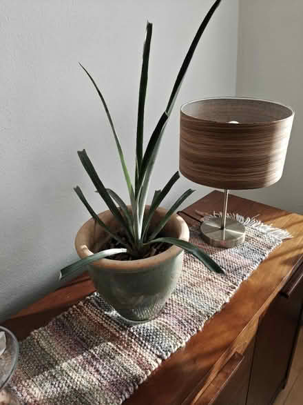 Photo of free Pineapple tree (Stockwell SW9) #2