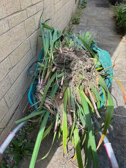 Photo of free Iris plants - lots just pulled (Windmill Road, Minchinhampton) #1