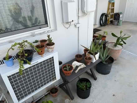Photo of free Lots of Plants/ Muchas Plantas (Grapeland Heights by Nu Stadum) #4