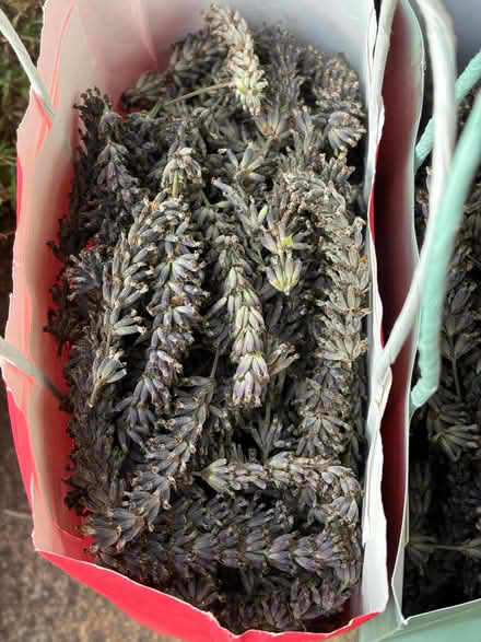 Photo of free Dried lavender (Lower Weston BA1) #2