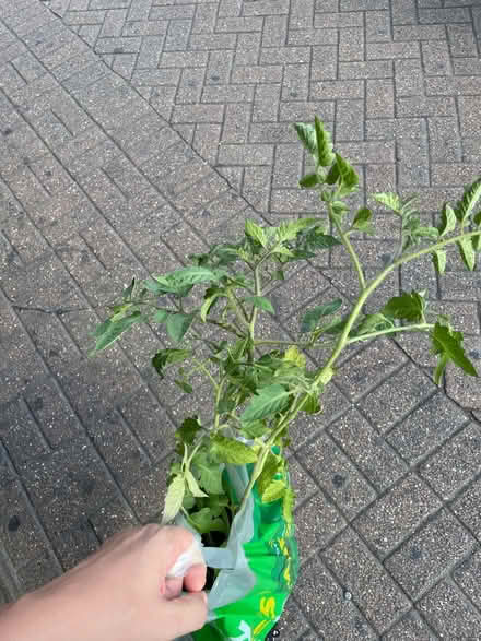 Photo of free 3 tomato plants (Baker Street Station) #1
