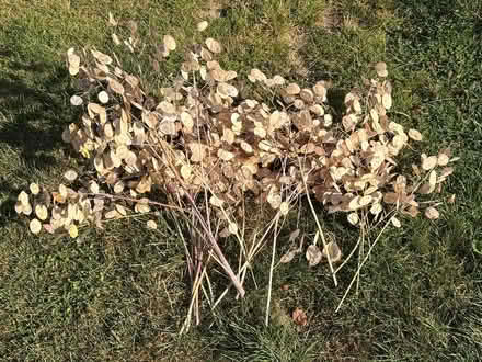 Photo of free Honesty seed heads - large armful (East Marden PO18) #1