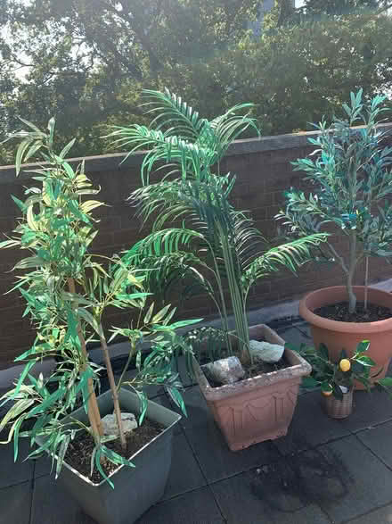 Photo of free Garden artificial plants in pots (East Finchley N2 0NX) #1