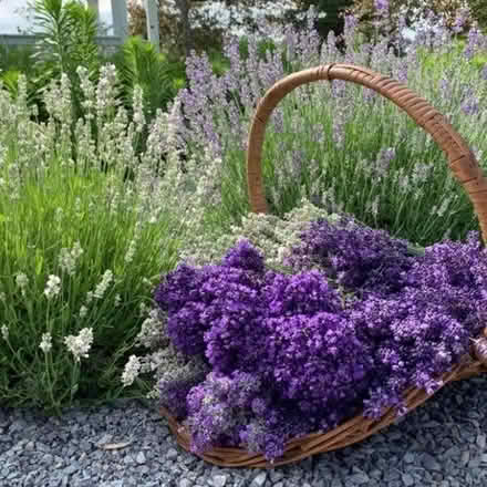 Photo of Wicker basket (Royal Leamington Spa CV31) #3