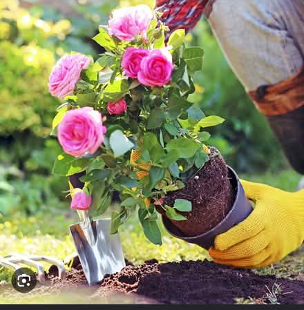 Photo of Rose cuttings (Panshanger AL7) #1