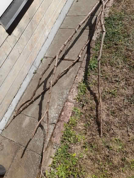 Photo of free 2 x long hazel branches (Dun Laoghaire A96) #1