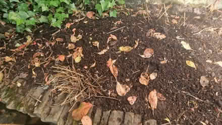 Photo of free Plant (Kirk Hallam DE7) #2