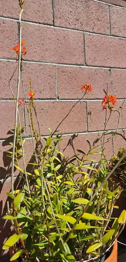 Photo of free Orange flowers/plants @90504 (South Bay) #3