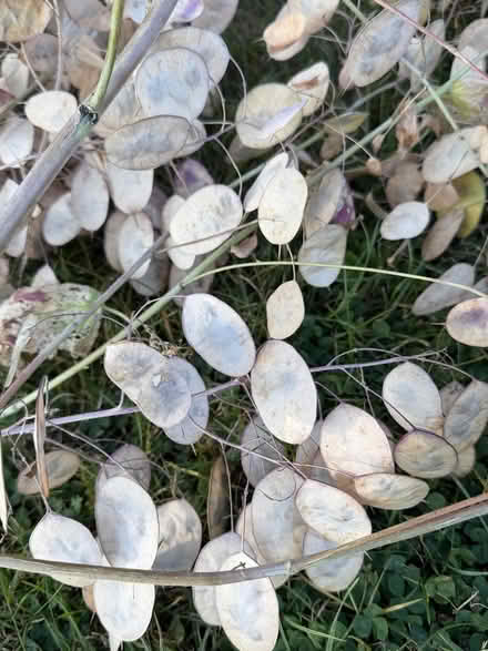 Photo of free Honesty seed heads - large armful (East Marden PO18) #4