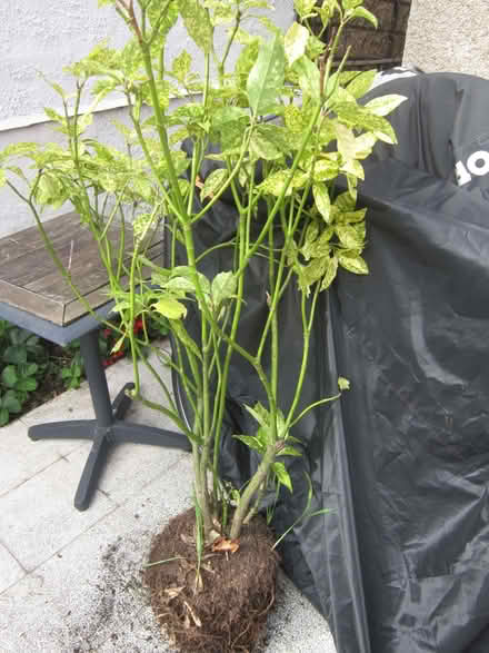 Photo of free Japanese Laurel (Willowbrae EH8) #1