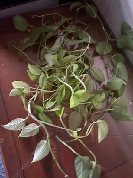 Photo of free Golden pothos cuttings (Drexel Hill) #1