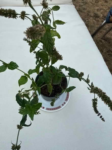 Photo of free Mint plant (Norbury CR7) #3