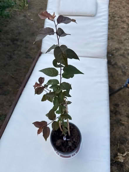 Photo of free Sapling of Birch tree (Norbury CR7) #1