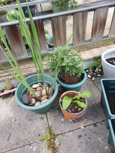 Photo of free Plastic plant pots (Lauriston EH3) #4