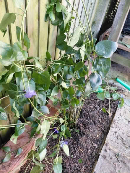 Photo of free Periwinkle cuttings (Twyford RG10) #2