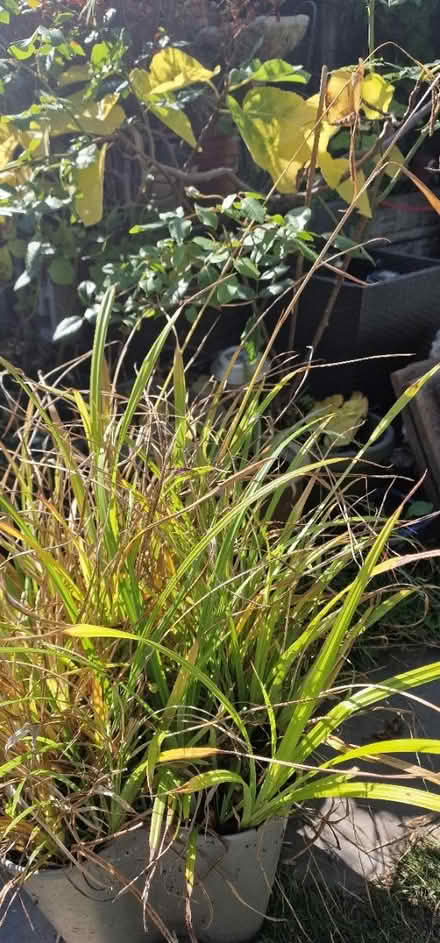 Photo of free Tall ornamental grass (Brandhall b68) #1
