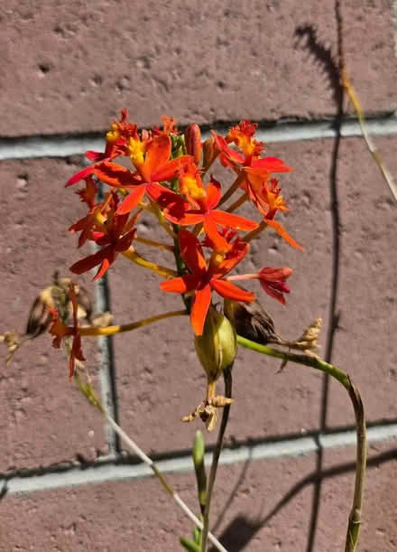 Photo of free Orange flowers/plants @90504 (South Bay) #1