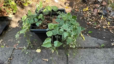 Photo of free Periwinkle Vinca Major Variegata (Castlefields SY1) #1