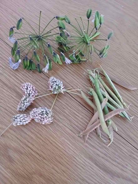 Photo of free Seed pods for keen gardeners (S71. Monk Bretton) #1