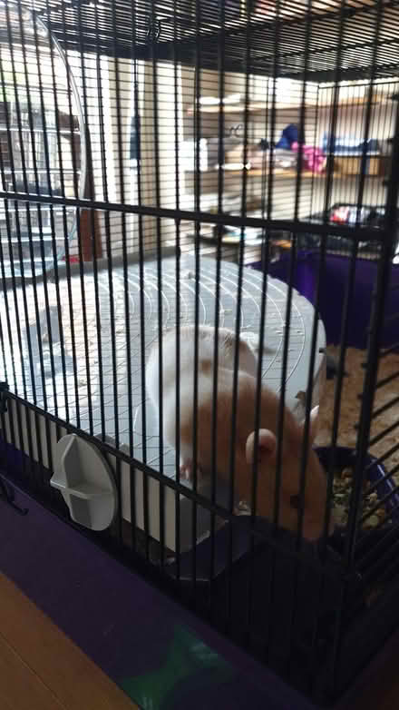 Photo of free Hamster cage (Codnor DE5) #3