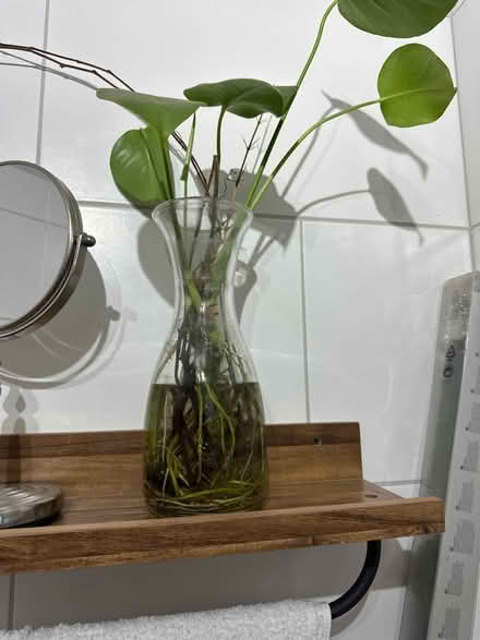Photo of free X 2 Glass vase/water holder (Se6 2ha) #2