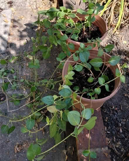 Photo of free Periwinkle cuttings (Twyford RG10) #1