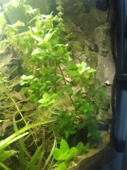 Photo of free Aquarium water wisteria plants (GU1) #2