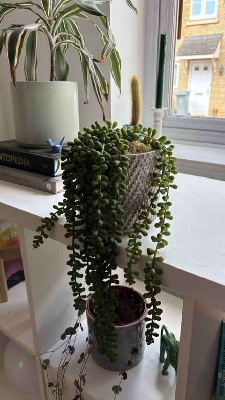 Photo of free Artificial plant (Witney OX28) #1
