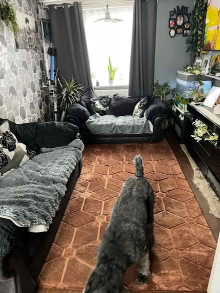 Photo of free Sofas (Stafford ST17) #2