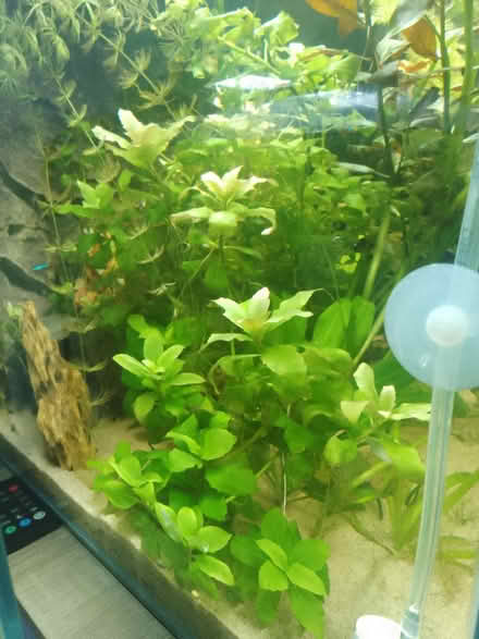 Photo of free Aquarium water wisteria plants (GU1) #1