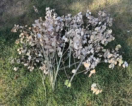 Photo of free Honesty seed heads - large armful (East Marden PO18) #3