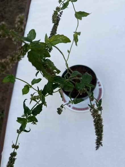Photo of free Mint plant (Norbury CR7) #2