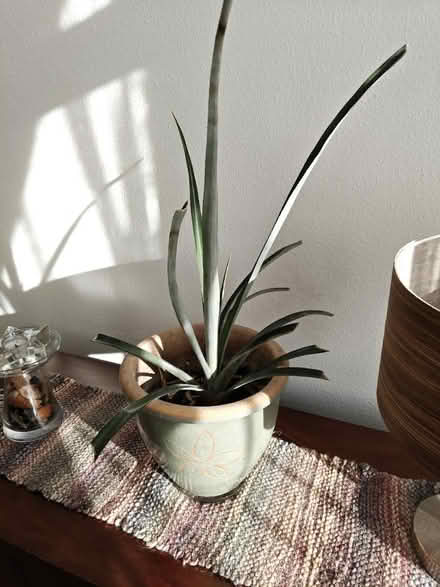 Photo of free Pineapple tree (Stockwell SW9) #1