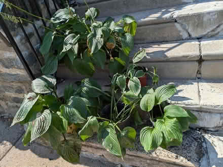 Photo of free hostas (Germantown) #1